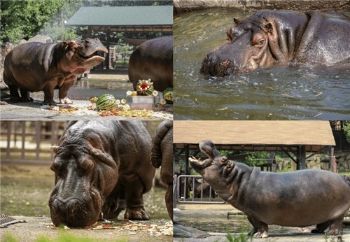 Hasun, South Korea's oldest hippo (Seoul Grand Park)