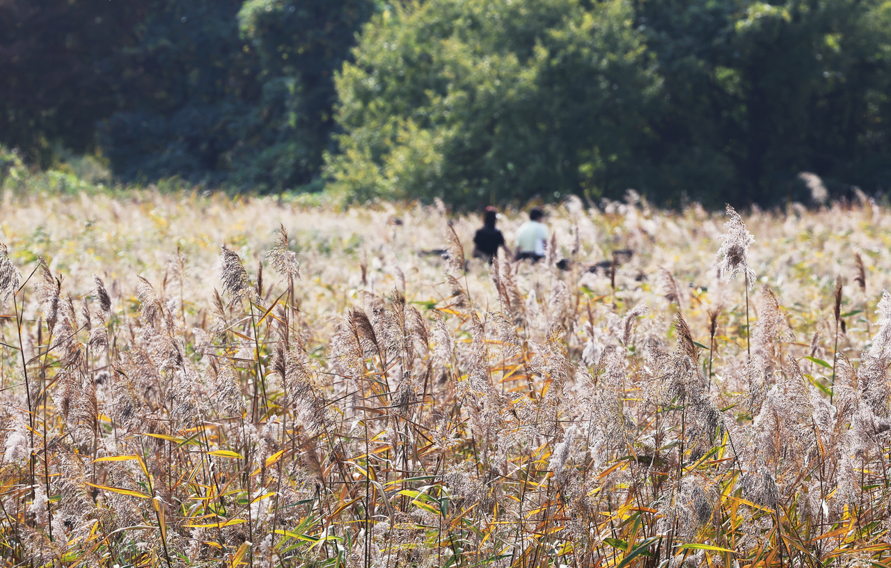 Visitors enjoy the autumn scenery in a field of golden reeds at Ansan Reed Wetland Park in Gyeonggi Province on Friday. (Yonhap)