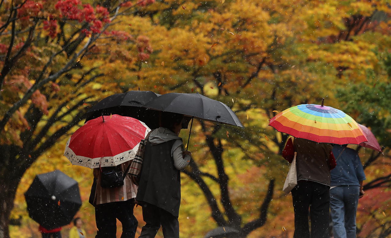 가을비가 내린 지난 13일 대구 동구 팔공산 동화지구에 단풍이 물드는 가운데 시민들이 우산을 쓰고 산책을 즐기고 있다. [연합]