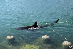 More than 1.5 million flock to see Busan's famous shark