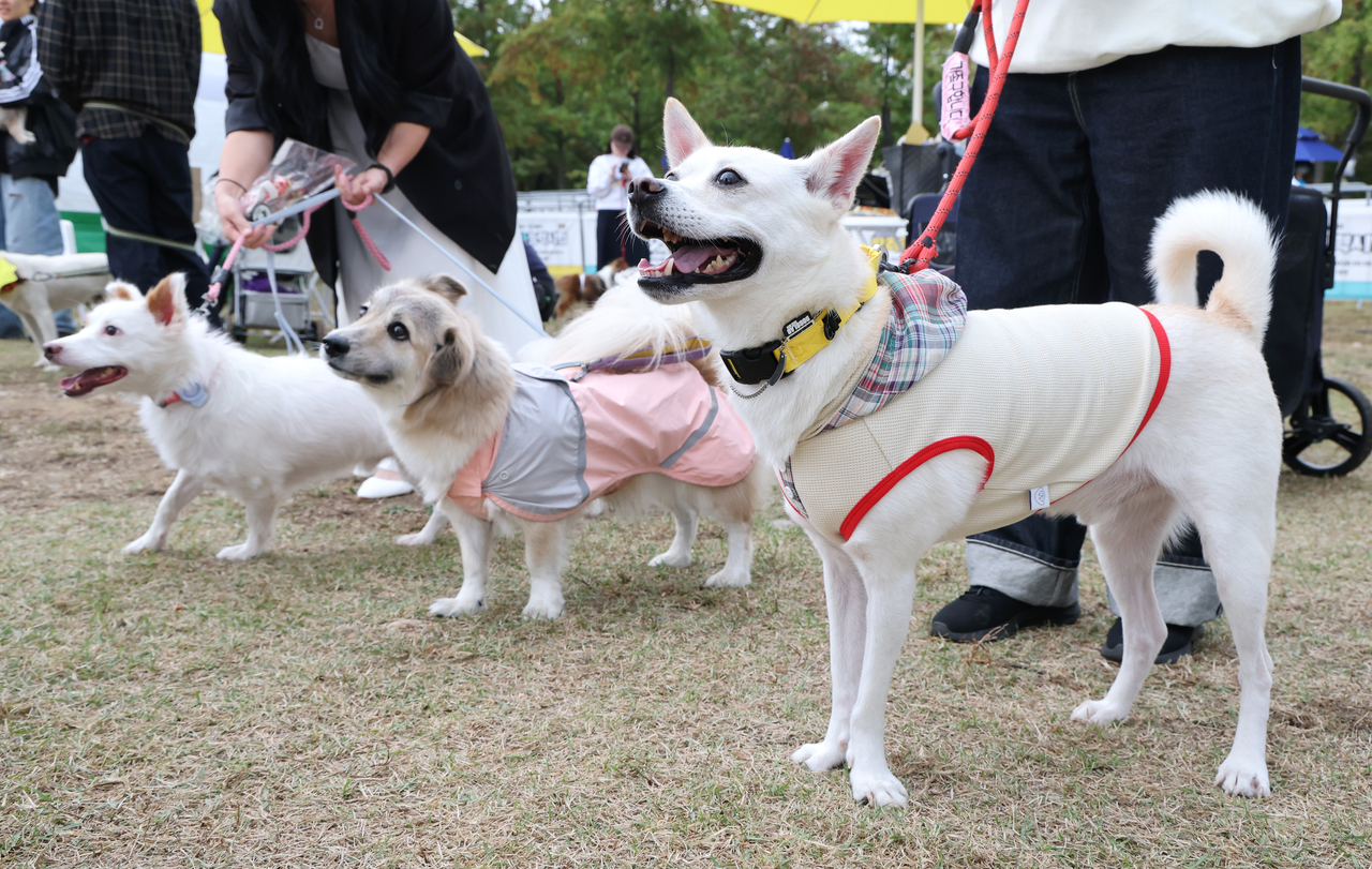 Abandoned dogs wait to walk down the red carpet during an adoption event at Yeouido Hangang Park in Seoul on Sunday. (Yonhap)