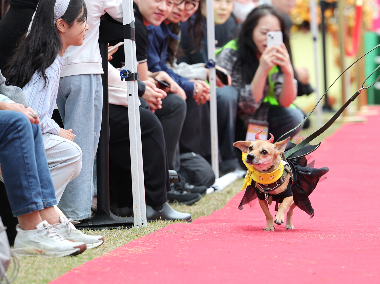 An abandoned dog wearing a costume with wings walks down the red carpet alongside an animal shelter worker holding its leash during an adoption event at Yeouido Hangang Park in Seoul on Sunday. (Yonhap)