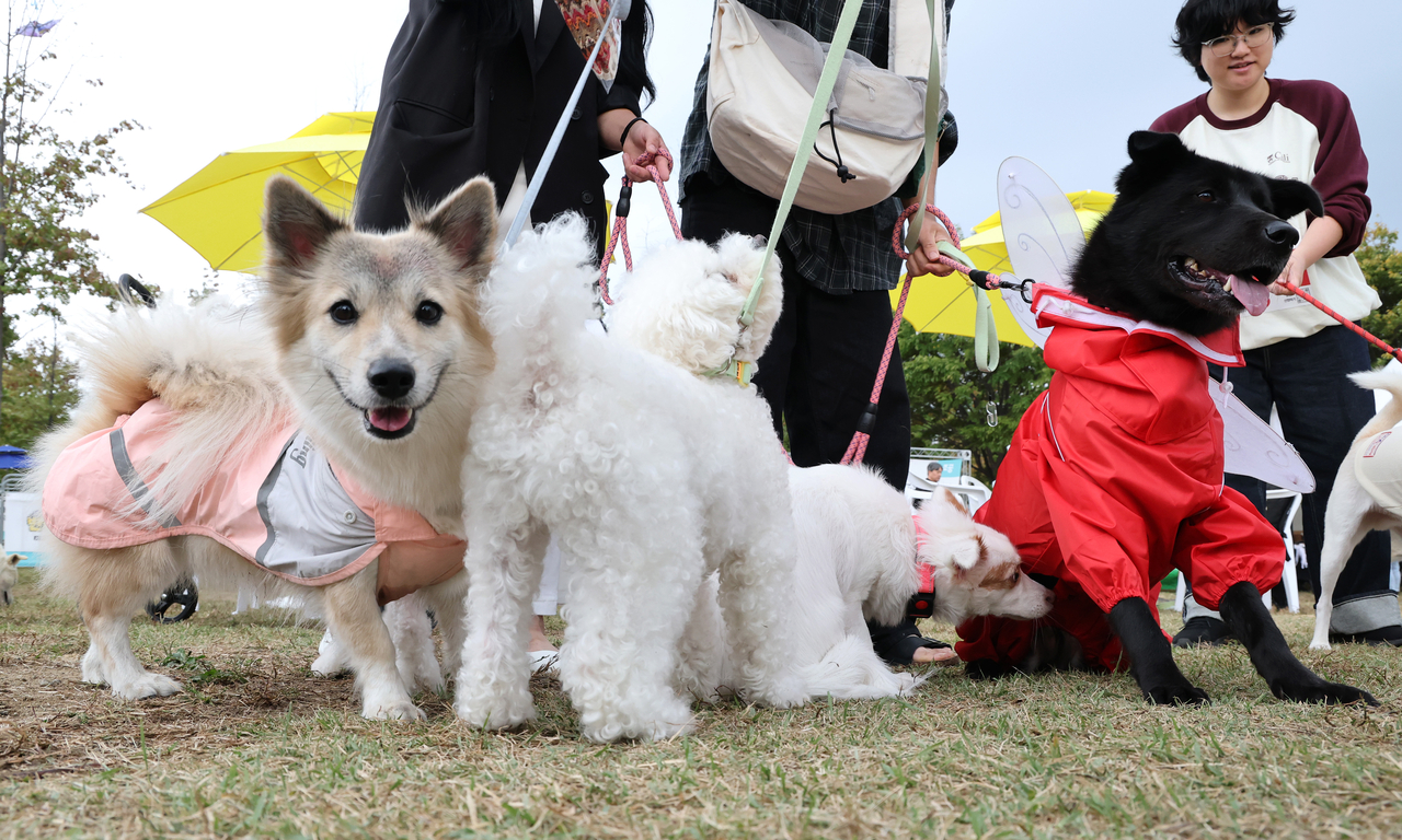 Abandoned dogs wait to walk down the red carpet during an adoption event at Yeouido Hangang Park in Seoul on Sunday. (Yonhap)