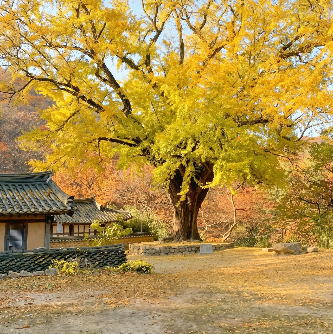 경주 왕신리 운곡서원 은행나무 노거수 모습.[경북문화관광공사 제공]