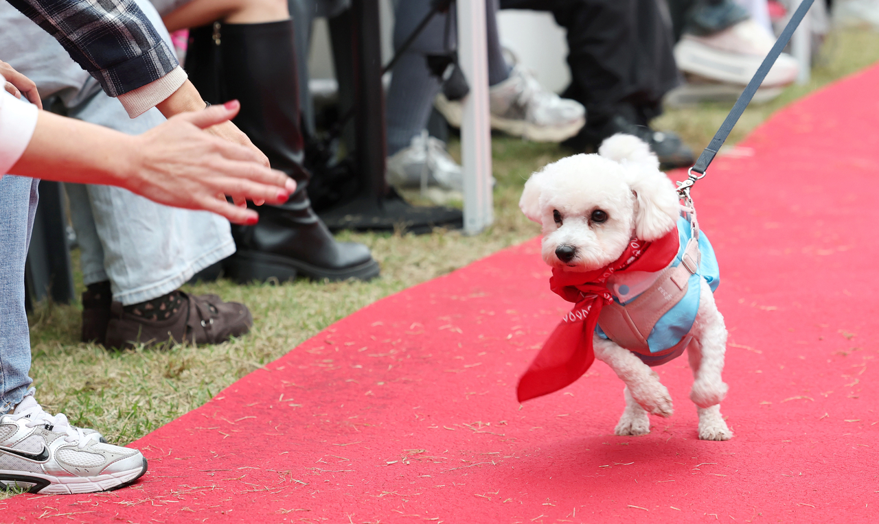 An abandoned dog wearing a red scarf walks down the red carpet alongside an animal shelter worker holding its leash during an adoption event at Yeouido Hangang Park in Seoul on Sunday. (Yonhap)
