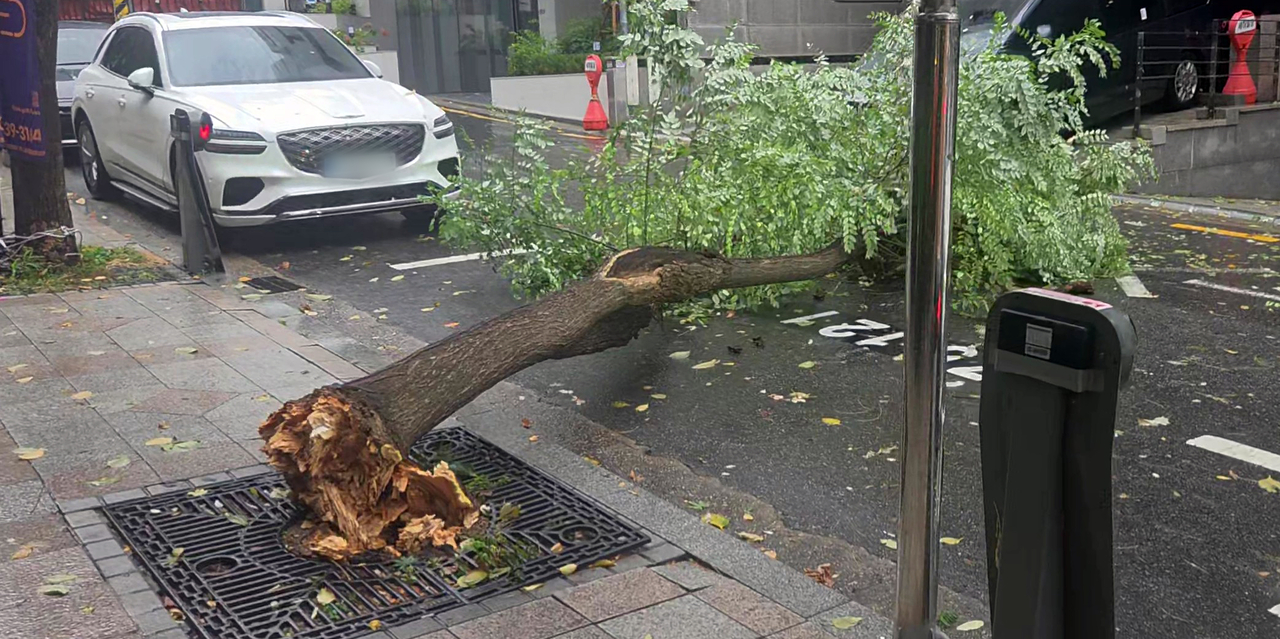 전국 대부분 지역에 돌풍을 동반한 가을비가 내리는 18일 서울 강남구 역삼동의 한 거리에 돌풍으로 가로수가 쓰러져 있다. [연합]