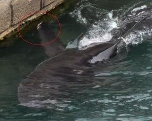 “부캉이 생존 2주 예상…한 달 동안 굶었을 가능성 높아”