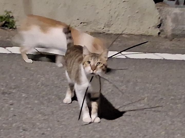 A stray cat found with a cable tie around its neck. [National Federation of Stray Cat Protection Groups/Newsis]