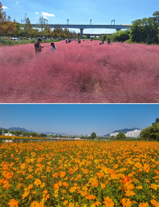 대저생태공원 핑크뮬리(위)와 화명생태공원 황화코스모스 [부산시 제공]