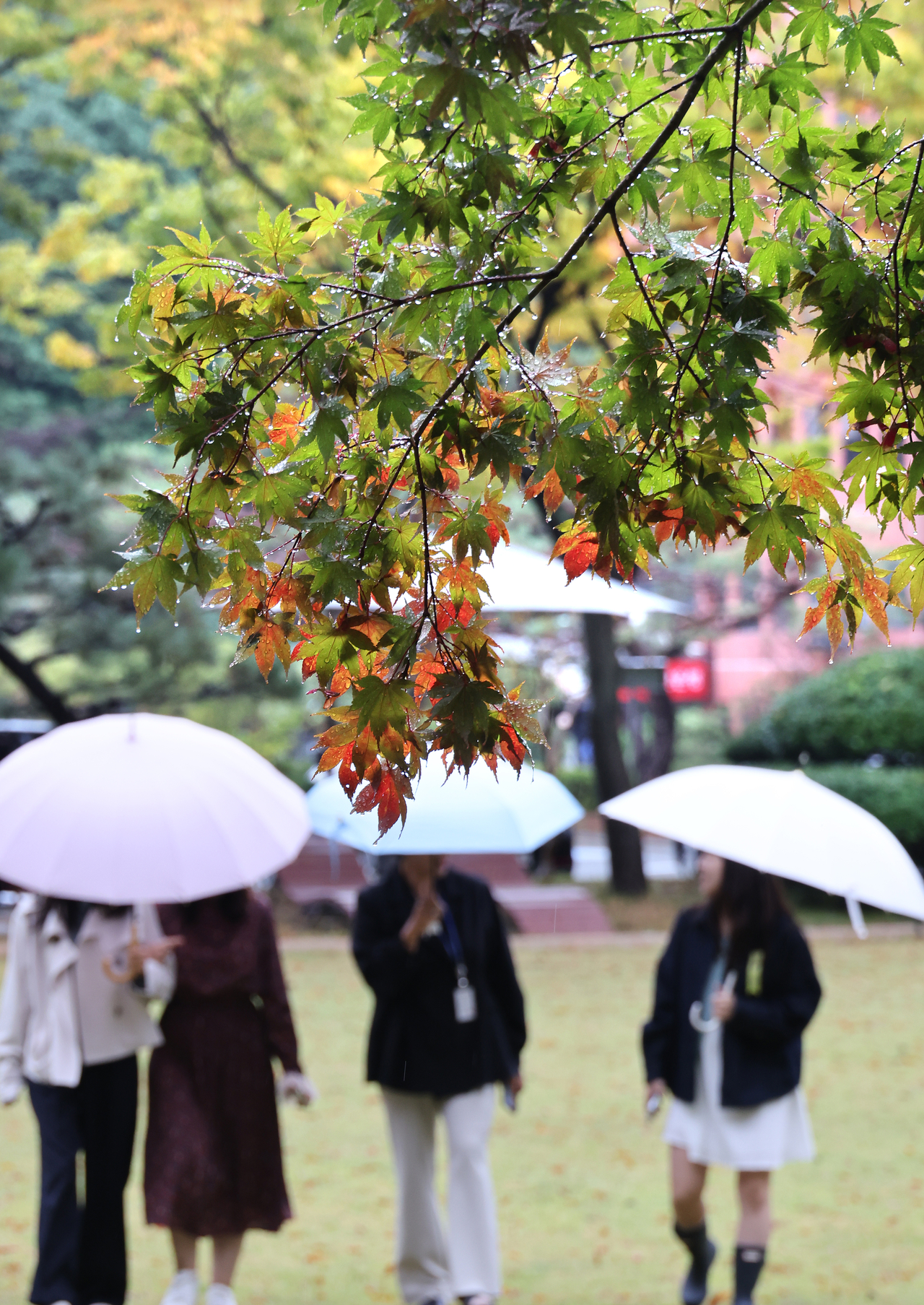 Pedestrians carrying umbrellas walk beneath maple trees in the garden of the Busan Metropolitan City Office of Education in Busanjin-gu, Busan, on Tuesday. (Yonhap)