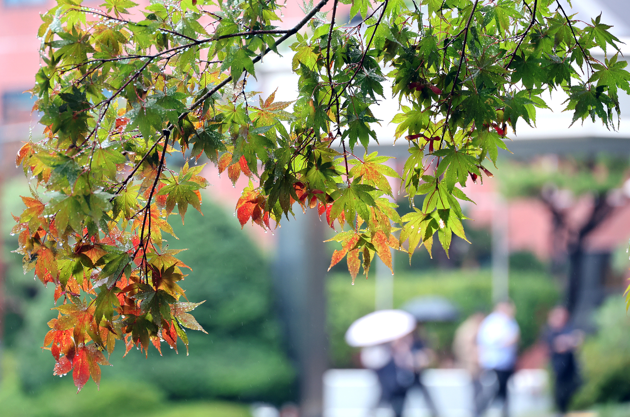 Maple trees display shades of green and red in the garden of the Busan Metropolitan City Office of Education in Busanjin-gu, Busan, on Tuesday. (Yonhap)