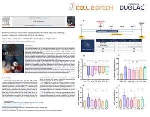 쎌바이오텍 듀오락, CBT 유산균 ‘만성콩팥병 개선’ 기전 규명