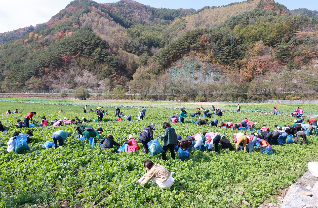 삼척시 하장, 백두대간 자락 옆 영새갓 어울림 현장