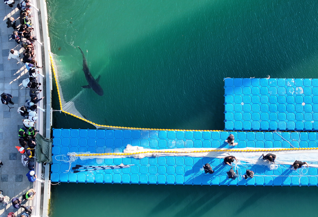 People gather at North Port Waterfront Park in Busan, where "Bukang-i," a female dusky shark, moved into the open sea on Wednesday. (Yonhap)