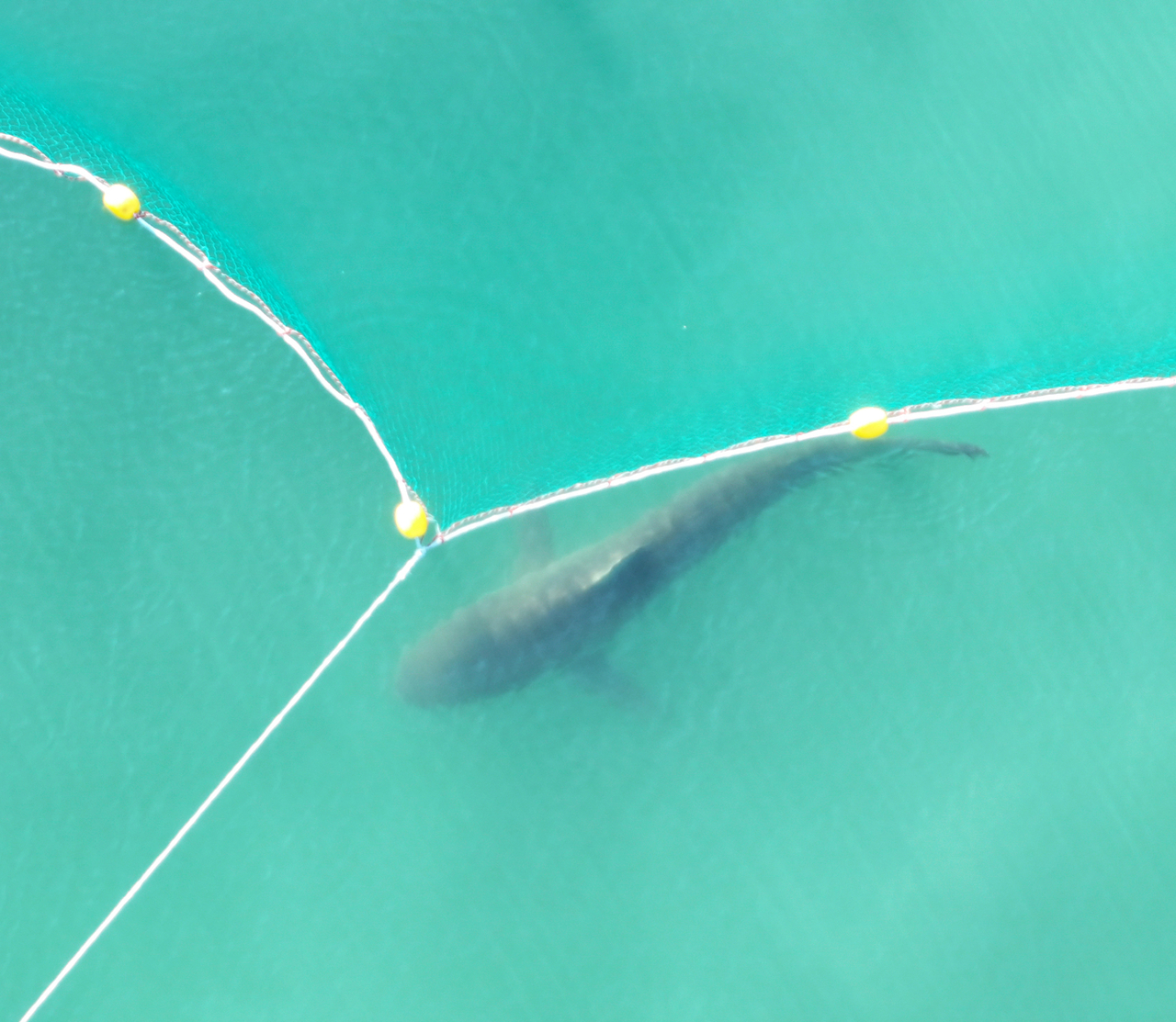 Rescuers use a large net in a failed effort to guide Bukang-i out to sea in Busan on Oct. 2. (Yonhap)