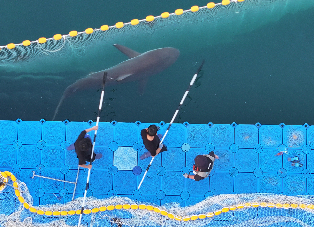 "Bukang-i," a female dusky shark, is guided out of an artificial waterway in Dong-gu, Busan, on Wednesday. (Yonhap)