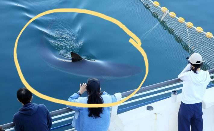 Bukhang-i, a shark that was guided out of the artificial waterway at Busan North Port Waterfront Park on Wednesday, has re-entered the channel and is seen swimming inside the barrier net Thursday morning. [Yonhap]