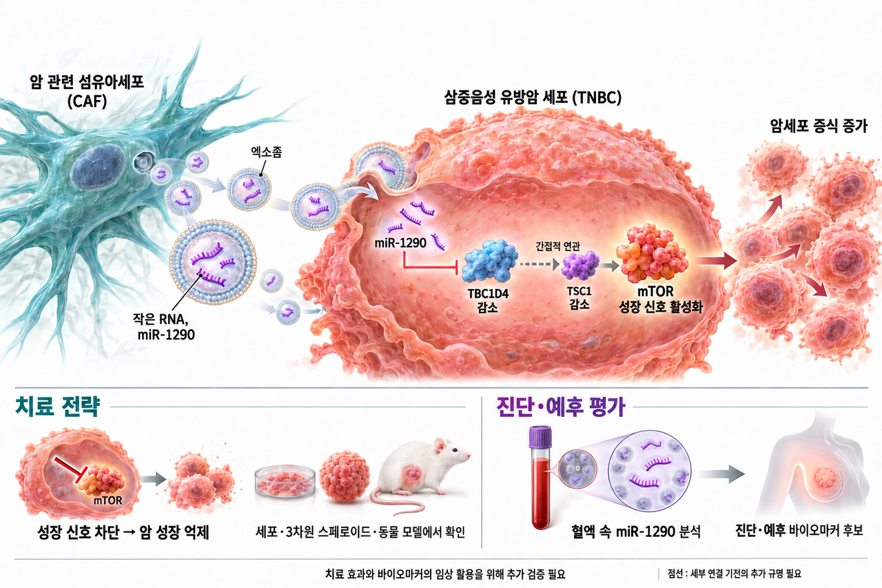 A diagram showing how small RNAs from cells surrounding a tumor promote triple-negative breast cancer growth, and the potential therapeutic and diagnostic applications of the miR-1290 pathway within exosomes. [Korea Research Institute of Bioscience and Biotechnology]
