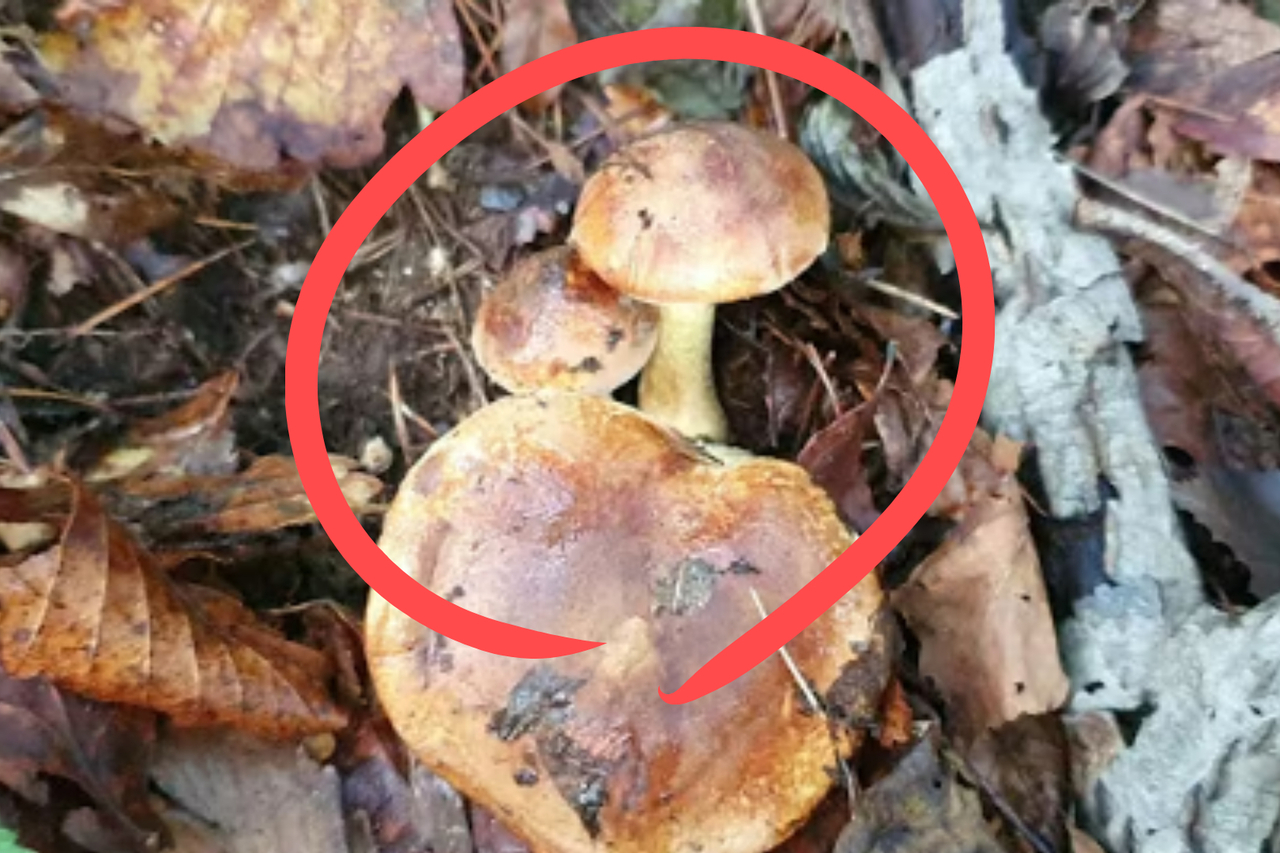 A mushroom that resembles a pine mushroom but is classified as poisonous. [Provided by the National Institute of Forest Science]