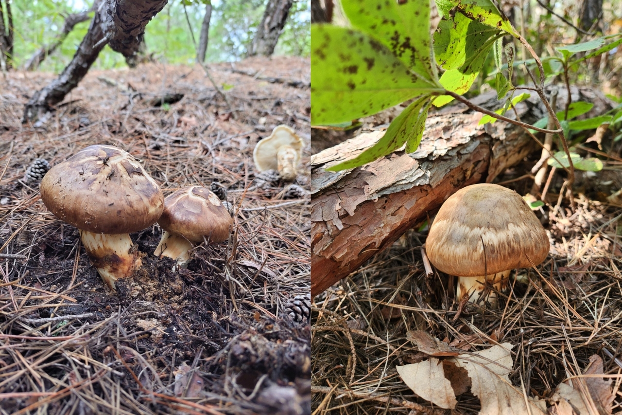 Pine mushrooms. [Provided by Korea Forest Service]