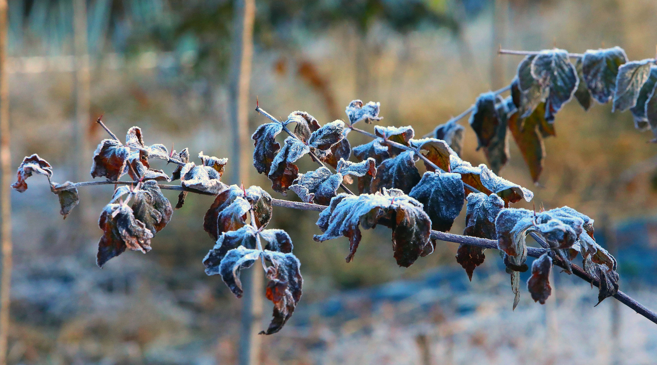 Leaves are coated with a thin layer of frost in Inje County, Gangwon Province, on Friday morning. (Yonhap)