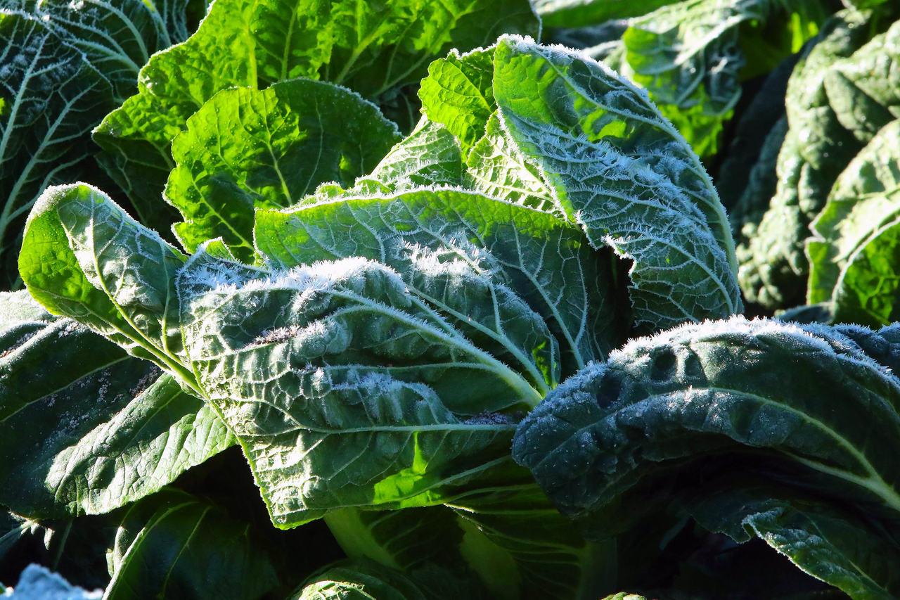 Cabbages are coated with frost in a field in Inje County, Gangwon Province, on Friday morning. (Yonhap)