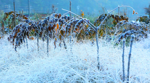 South Korea Experiences Early Winter Conditions With Frost Reported in Northern Regions
