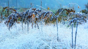 Winter is already knocking