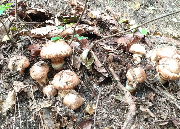 Pine mushrooms. [Provided by Yeongju National Forest Management Office]