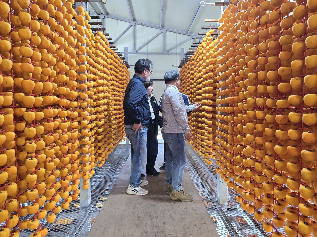 Farmers at a household in Oenam-myeon, Sangju, North Gyeongsang Province, sort persimmons, peel them and hang them on drying racks. [Provided by Sangju City]
