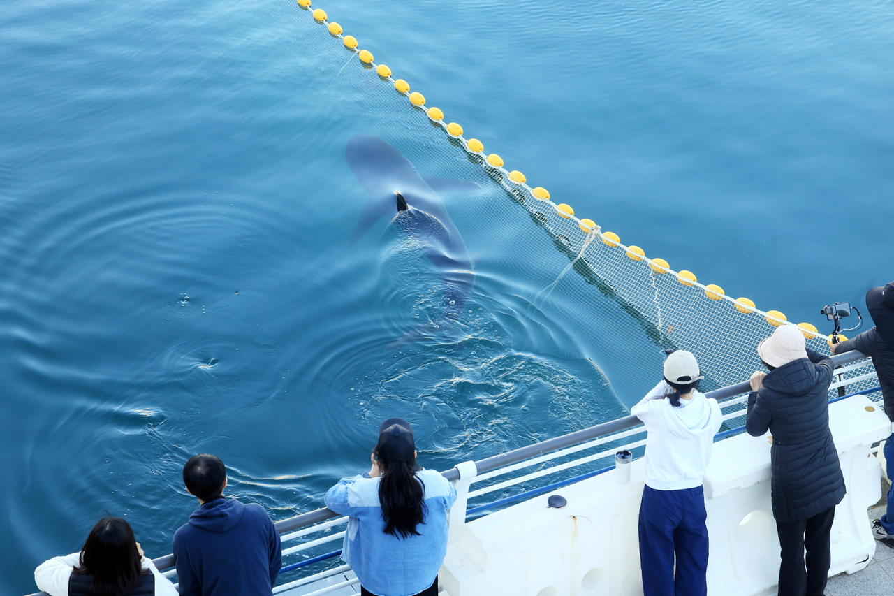 Bukang-i, the shark that has yet to leave for open water [Yonhap]