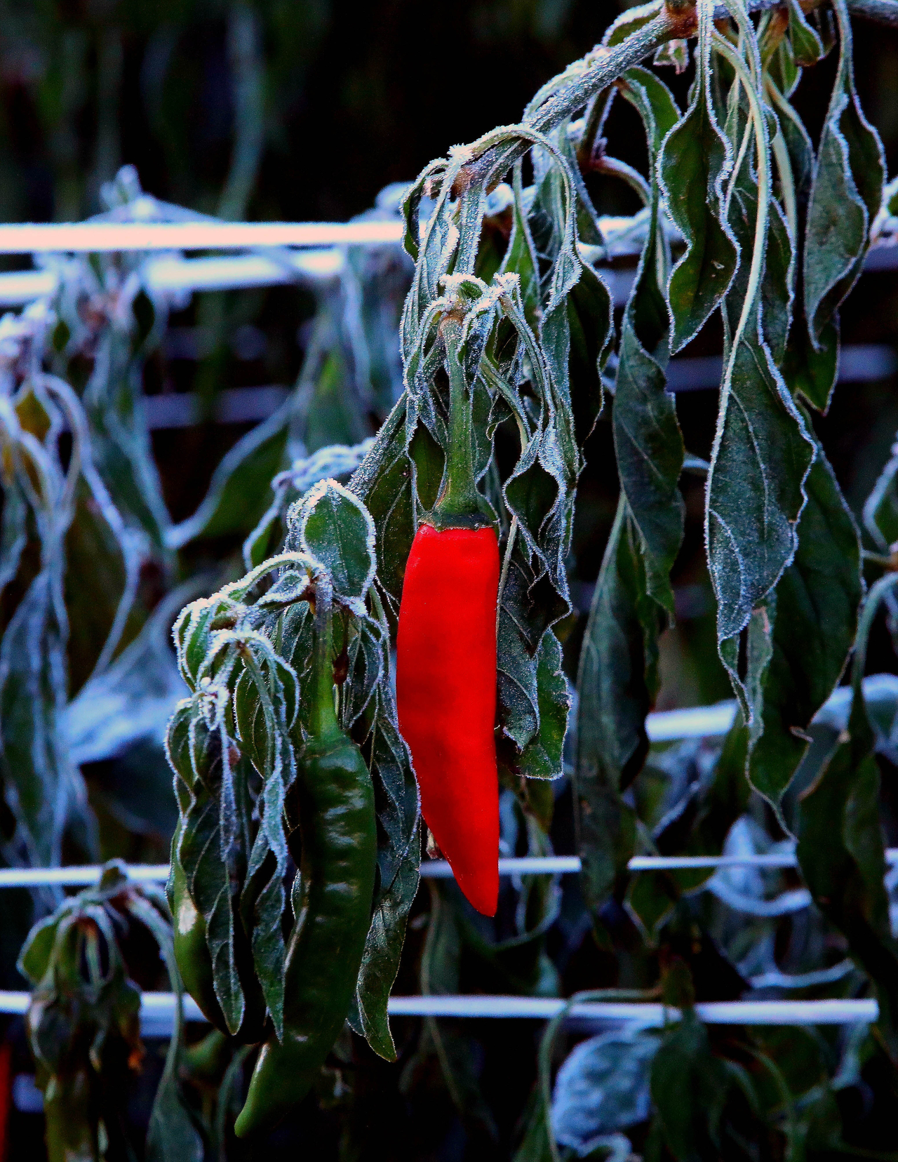 Frost covers a chili pepper growing in a field in Inje County, Gangwon Province, on Friday morning. (Yonhap)