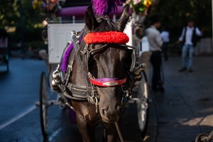 Trump calls it 'sad' as NYC votes to ban Central Park horse-drawn carriages from 2028