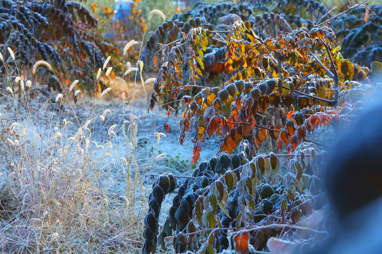 A thin layer of frost settles on colorful autumn leaves in Inje County, Gangwon Province, on Friday morning. (Yonhap)