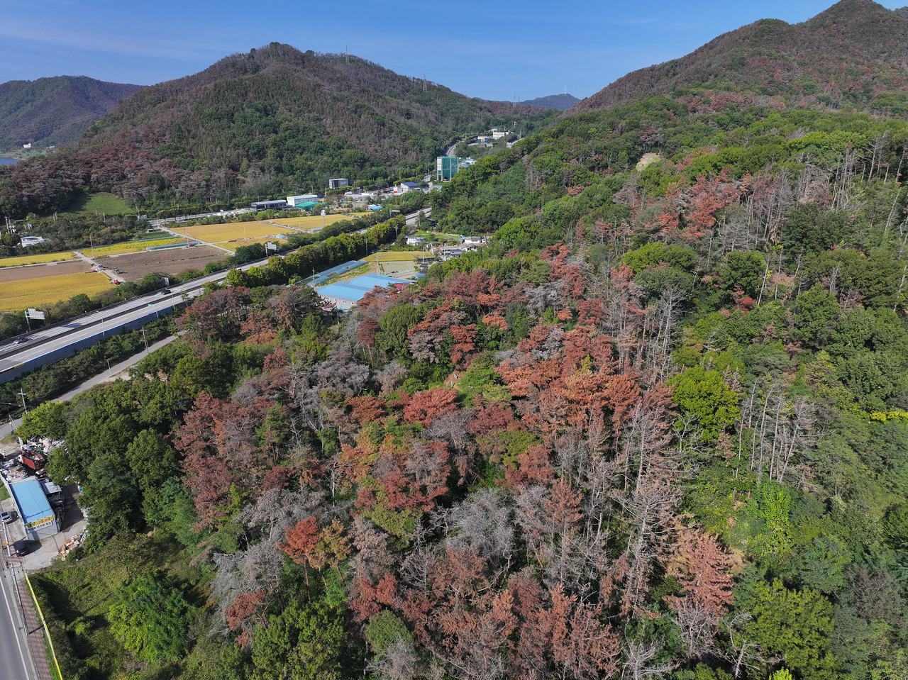 Forest in the Geumsan and Ssangsan areas of Dalseong-gun, Daegu, yellowed by pine wilt disease. [Yonhap]