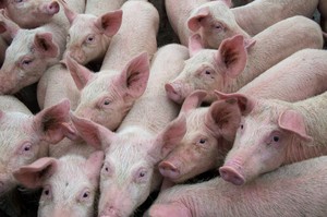 Feed made from food waste supplied to pig farms nearly triples in 20 months, raising ASF fears