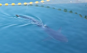 'Bukangi' spotted after two-day absence, found swimming 2 km from last known location