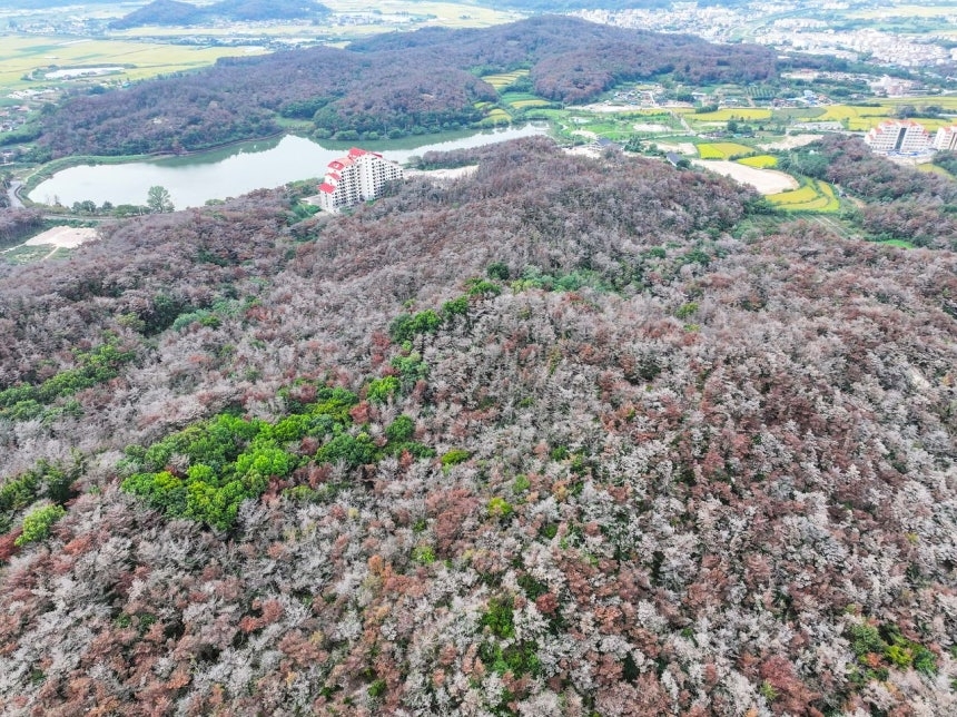 A forest near Yeongji in Oedon-eup, Gyeongju, North Gyeongsang Province, on Sept. 28. Pine needles on trees infected this year have turned red. Seoul has launched an all-out response to the spread of pine wilt disease. [Yonhap]