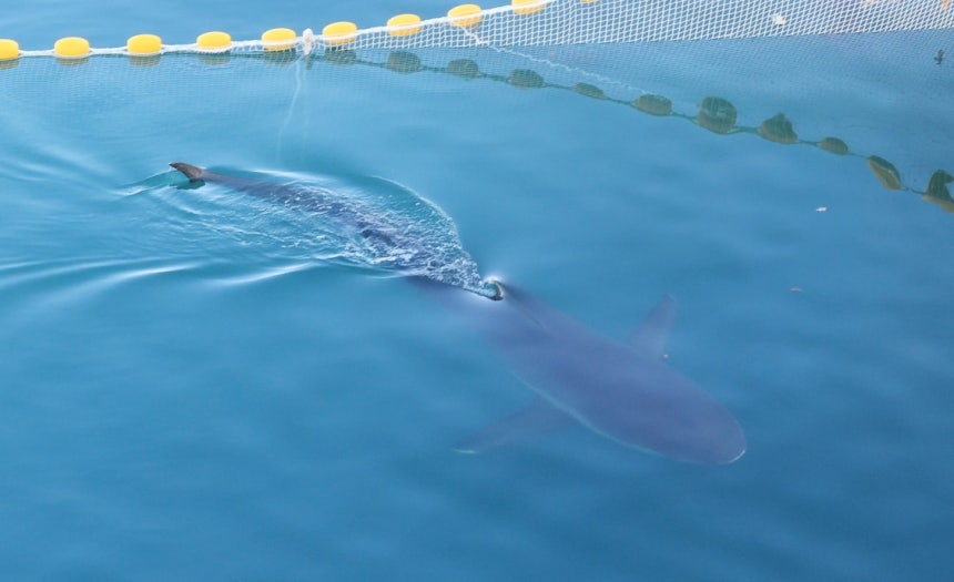 Bukang-i, the shark that was guided out of the artificial waterway at Busan North Port's waterfront park during a third release attempt on Sunday, swims back inside the barrier. [Yonhap]