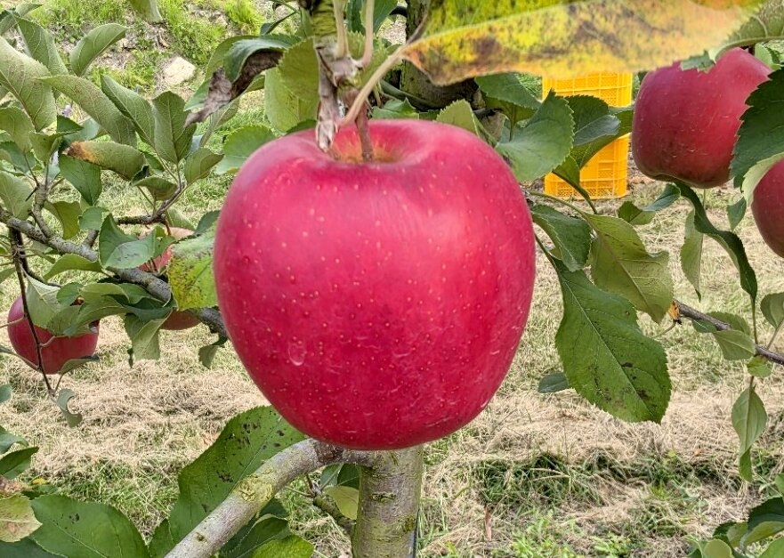 Apples from Hongcheon-gun