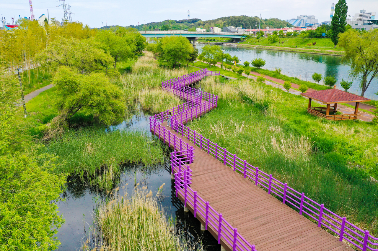 A wetland walking path along Jeoncheon stream in Donghae