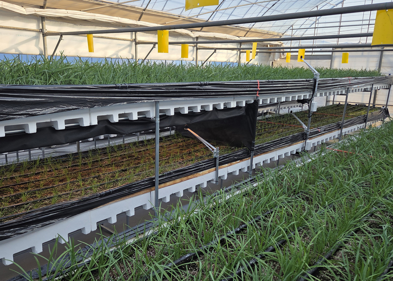 A garlic chive cultivation facility using multi-tier hydroponic technology at the South Chungcheong Province Agricultural Research and Extension Services.