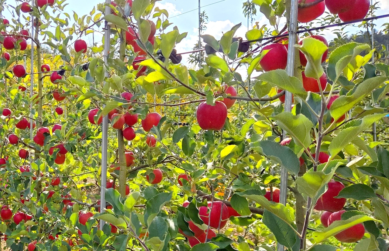 Apples from Hongcheon-gun
