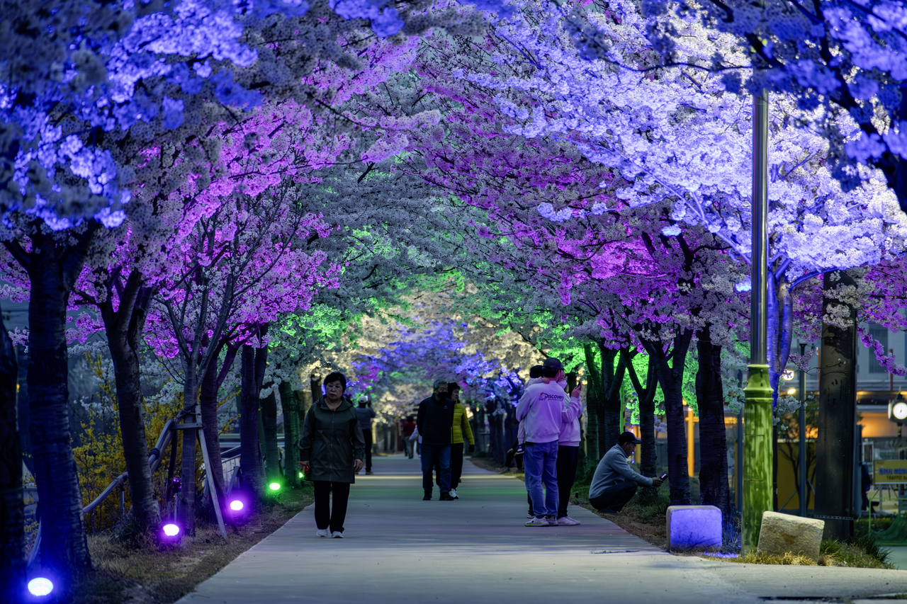 The flower-tunnel embankment path along Jeoncheon stream in Donghae at night