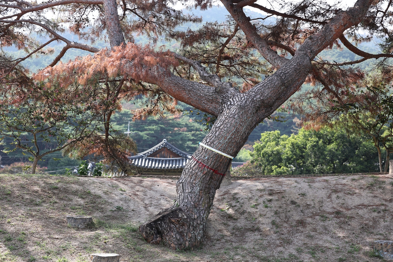 A pine tree infected with pine wilt disease near Namsan in Gyeongju, North Gyeongsang Province, is marked for felling. [Yonhap]