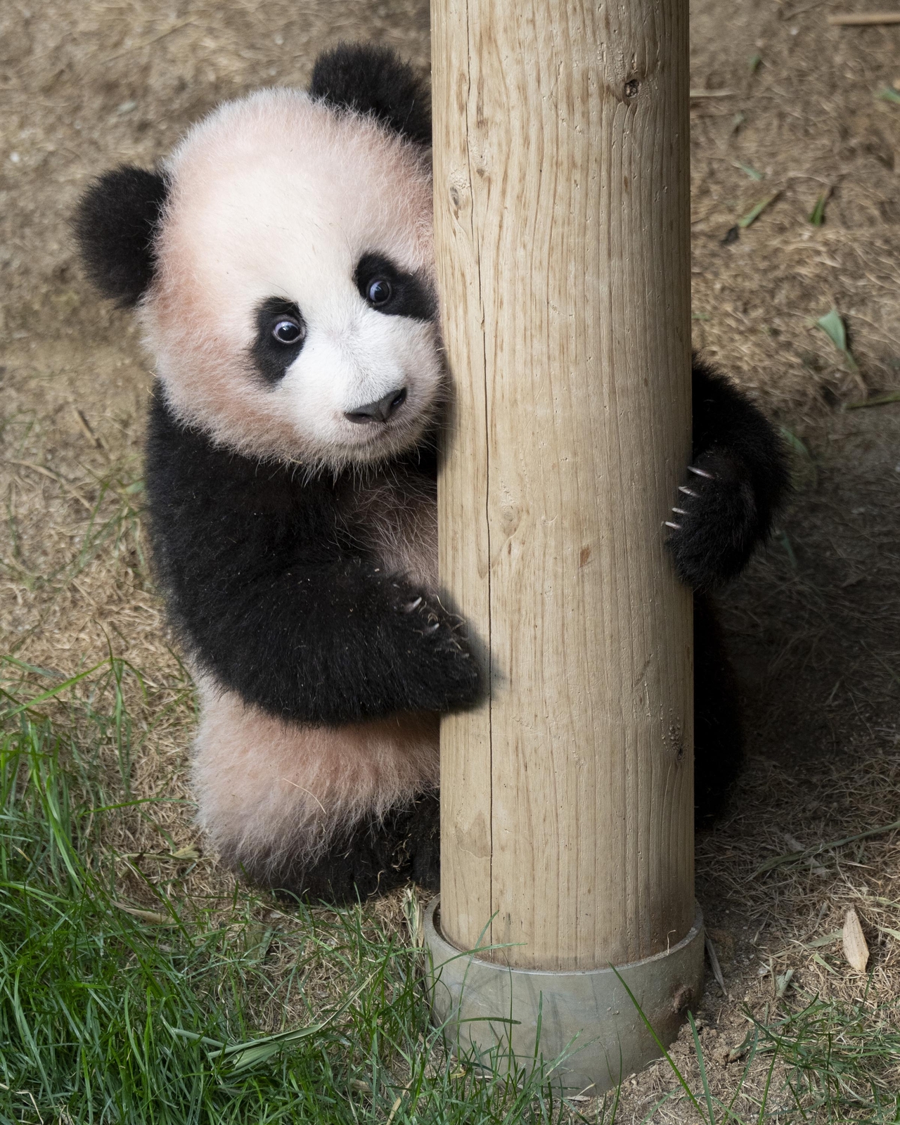 Shu Bao (Everland)