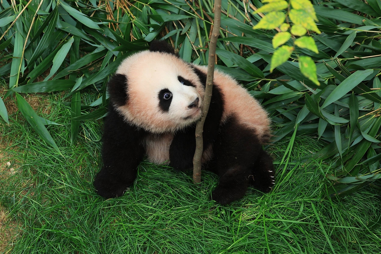 Shu Bao, the fourth giant panda born in South Korea [Everland]