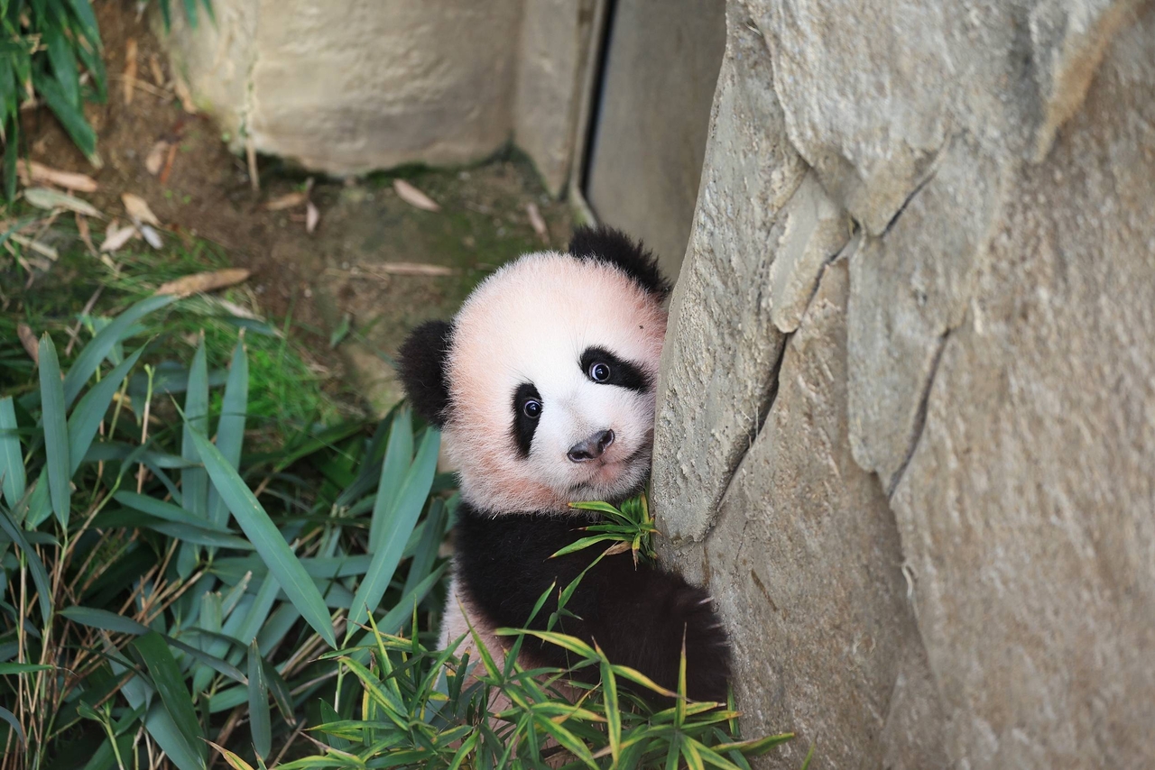 Shu Bao, the fourth giant panda born in South Korea [Everland]