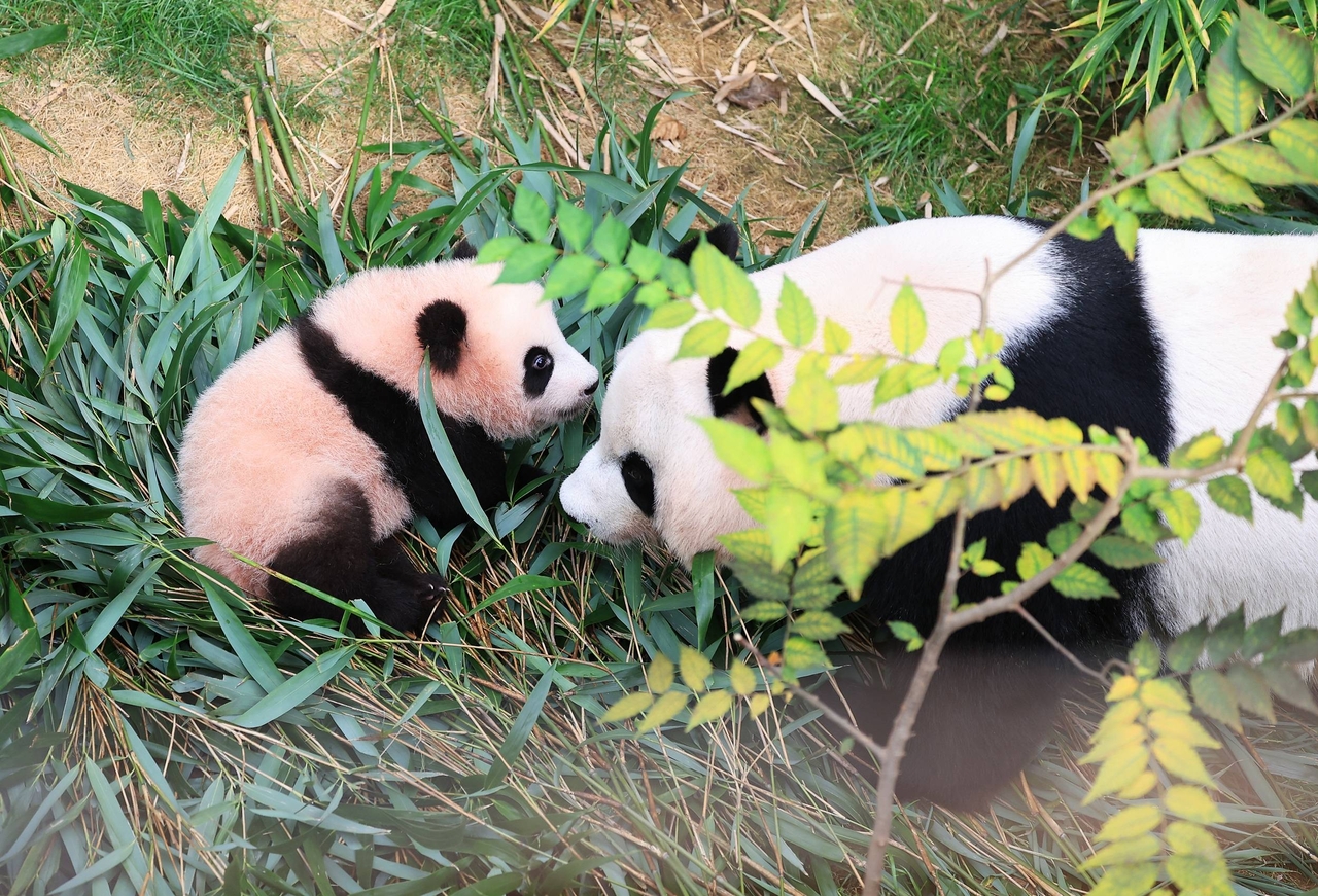 Baby panda Shu Bao undergoes habitat adaptation training with her mother Ai Bao at Everland [Everland]