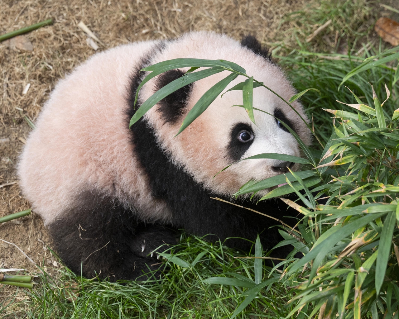 Shu Bao, the fourth giant panda born in South Korea [Everland]